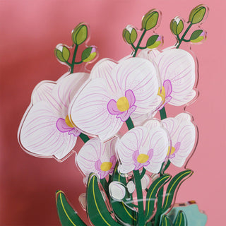Orchidea "Funny Flowers" Vesta