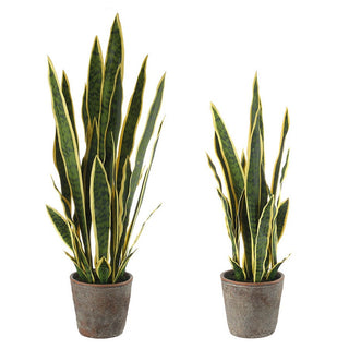 Set 2 Piante Sanseveria L'Oca Nera