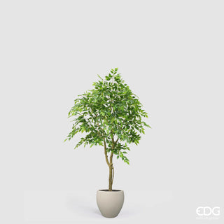 Ficus Beniamino Vogue con Vaso EDG h.170 cm.