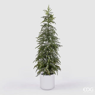 Cryptomeria Pino Innevato con Vaso EDG h.152 cm.