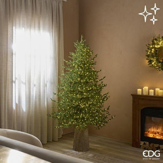 Pino Lucciole 2300 Rice Led EDG h.180 cm.