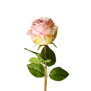 Rosa Real Touch "Flowers" Henriette h.60 cm.