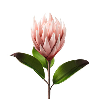 Protea Rosa "Flowers" Henriette h.66 cm.