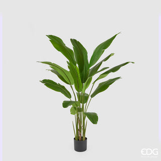 Strelitzia Chic con Vaso EDG h.155 cm.