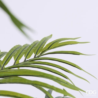 Palma Areca Vogue con Vaso EDG h.240 cm.