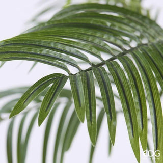 Palma Areca Vogue con Vaso EDG h.240 cm.