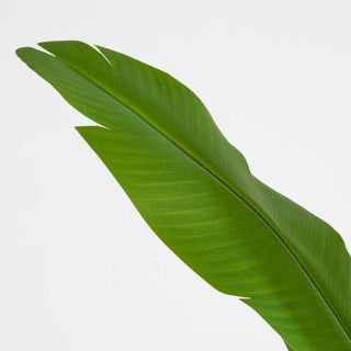 Strelitzia Chic con Vaso EDG h.155 cm.